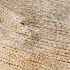 Fototapeta premium Tree Rings Wood Grain Nature Texture Background