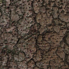 Tree Bark Surface Natural Texture Background