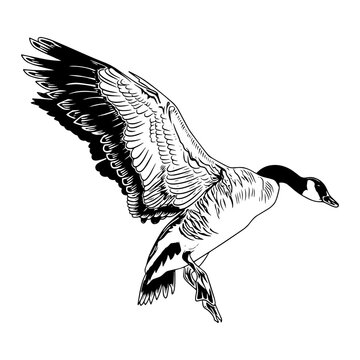 canadian goose duck hunting illustration logo vector image t shirt