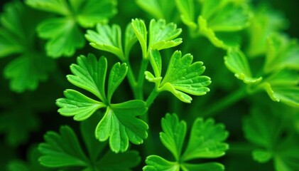 Close-up of parsley forming a geometric design , texture, ingredient, spice