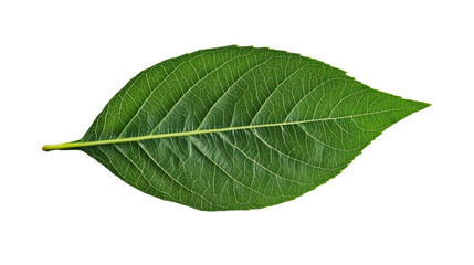 Obraz premium Green leaf with intricate veins, botanical specimen, nature detail, cut out transparent