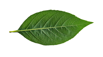 Green leaf with intricate veins, botanical specimen, nature detail, cut out transparent