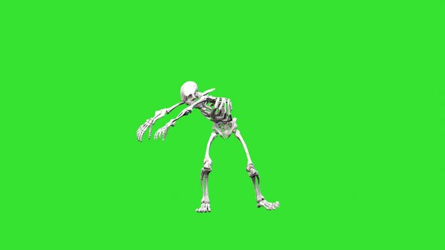 Skeleton walking like zombie man front view green screen or chroma key video clip motion art