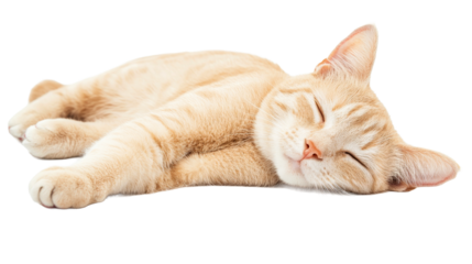 Sleepy ginger cat is lying and sleeping, cut out transparent