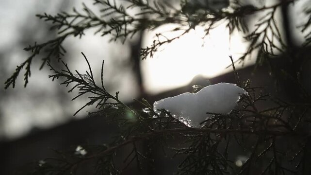 Pine branch with ice and snow on the background of snowdrifts.