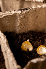 pots made of peat with chernozem and corn seeds, planting sweet corn grains in fertile soil in biodegradable pots