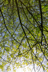 oak foliage in sunny weather, part of an oak tree with new foliage that grew in spring closeup, view from below