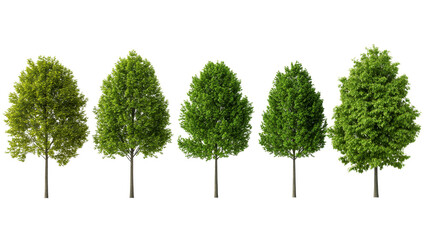 Collection of lush green deciduous trees, isolated, cut out transparent