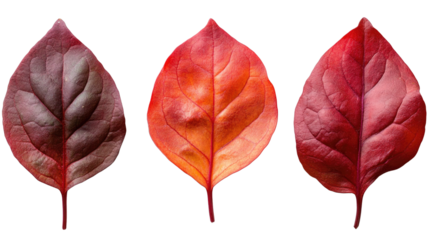 Trio of Autumnal Leaves: A stunning display of three vividly colored leaves, showcasing rich hues from deep maroon to fiery red, embodying the beauty of the autumn season.