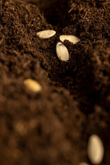 a plot of land mixed with peat in which cucumber seeds are planted closeup