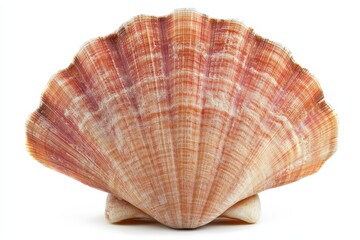 Obraz premium A beautiful sea shell with intricate patterns and textures is shown