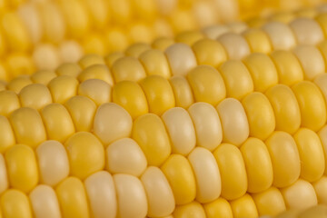 sweet corn for cooking and cooking with juicy yellow grains, side view