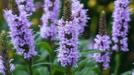 Obraz premium Lavender flower spikes in a vibrant floral garden with green foliage