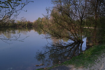 Riflessi dell'albero nell'acqua del laghetto in primavera