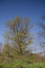 Fototapeta premium Albero fiorito in primavera