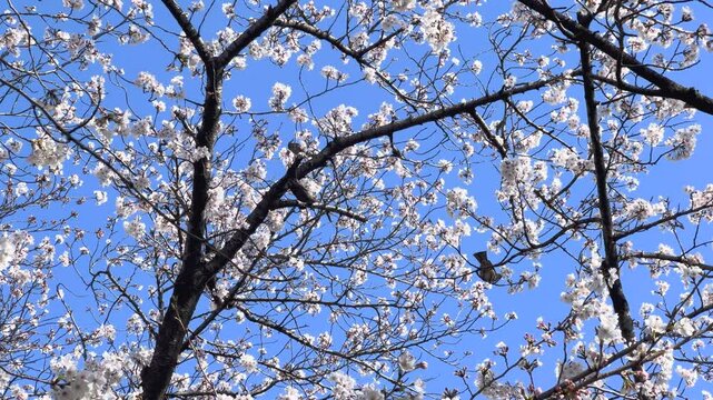 桜の花に群がる鳥たち