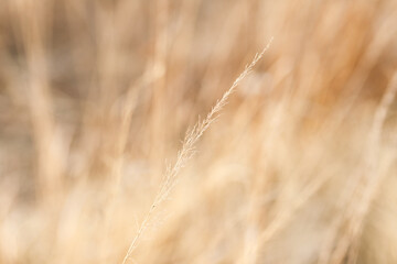 Fototapeta premium dried yellowed grass. Dry Grass Texture