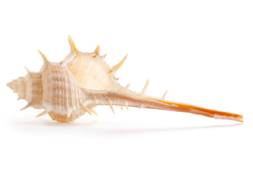 Beautiful exotic sea shell Murex trapa common name the rare-spined murex isolated on white. Is a species of sea snail, a marine gastropod mollusc of the family Muricidae, the rock snails