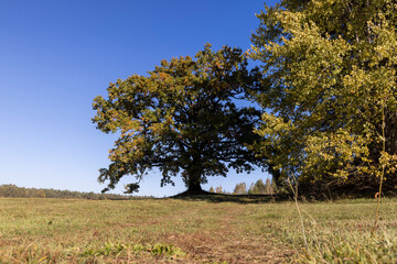 Fototapeta premium changes in oak foliage in the autumn season in sunny weather, landscape photography