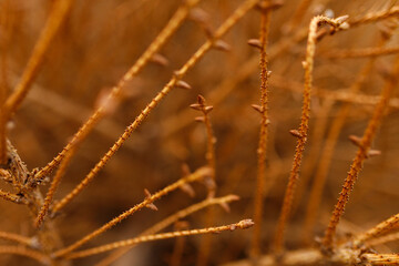 Fototapeta premium dried pine branches with needles