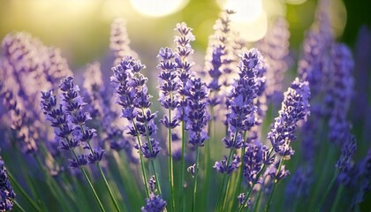 Obraz premium 美しいラベンダーの花畑、フォトジェニックな風景