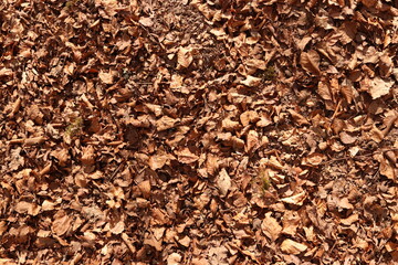 Brown Leaves Forest Floor Ground Dirt Texture Background