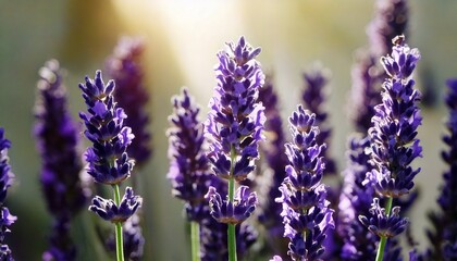 Naklejka premium 美しいラベンダーの花畑、フォトジェニックな風景