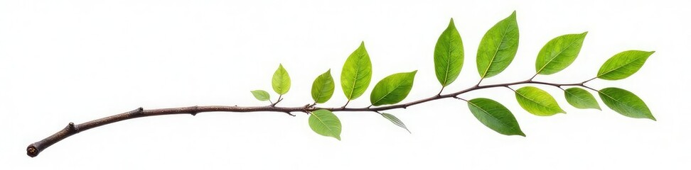 Fototapeta premium Single isolated tree branch on white background, tree branch, solo, branch