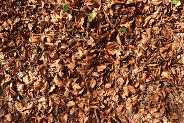 Brown Leaves Forest Floor Ground Dirt Texture Background