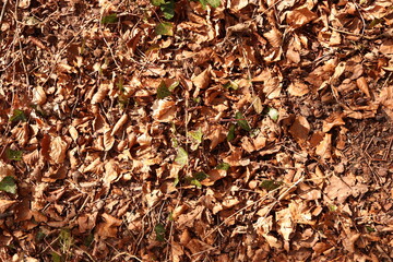 Brown Leaves Forest Floor Ground Dirt Texture Background