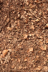 Brown Leaves Forest Floor Ground Dirt Texture Background