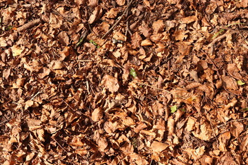 Brown Leaves Forest Floor Ground Dirt Texture Background