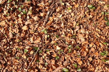 Brown Leaves Forest Floor Ground Dirt Texture Background