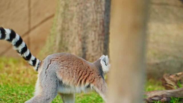 Ring tailed lemur runs on the green grass. Animal with protruding muzzle and orange eyes. Observing the animal's behavior