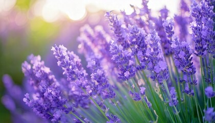 Obraz premium 美しいラベンダーの花畑 フォトジェニックな風景