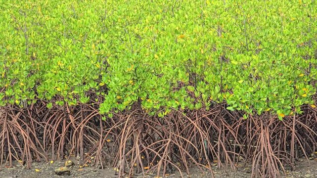 mangrove ecosystem on the coast to reduce abrasion, erosion due to waves and flooding