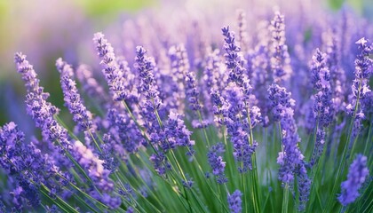 Naklejka premium 美しいラベンダーの花畑 フォトジェニックな風景