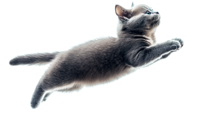 Gray Kitten Jumping, Paws Reaching, Cute Animal, Isolated, cut out transparent