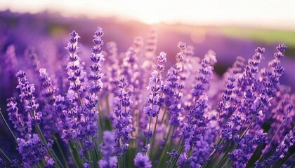 美しいラベンダーの花畑　フォトジェニックな風景