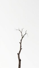 Fototapeta premium A single bare branch against a white backdrop, bark, branch, nature