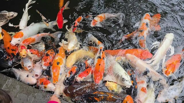 close up of koi fish in a fish pond, colorful koi fish are attractive.