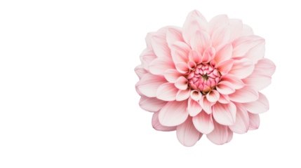 Pink dahlia with delicate petals on black background, cut out transparent