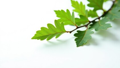 An oak tree branch stretching out across a bright white surface with a few leaves on it, minimalist, white background