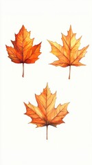 Fototapeta premium Watercolor illustration of three vibrant maple leaves on a white background capturing the essence of autumn foliage in a botanical style