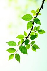 Branch with leaves isolated on white background, branch, foliage