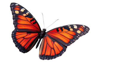 Majestic Monarch: A vibrant monarch butterfly gracefully displays its intricate wing patterns, showcasing the delicate beauty of nature in stunning detail. 