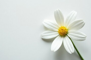 Obraz premium Close-up shot of a single white flower on white, floral design, blossom, closeup