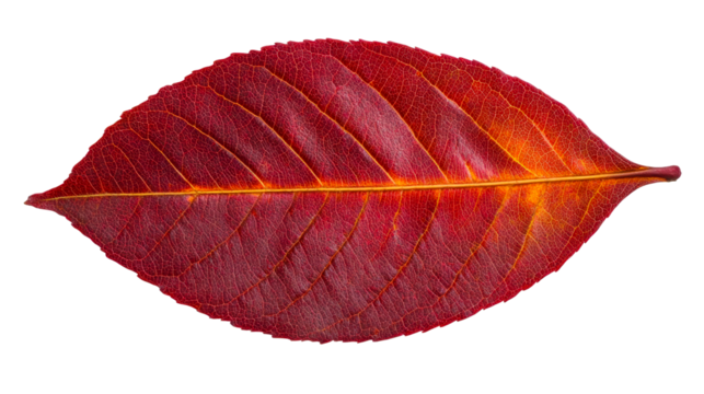 Autumn red leaf veins details, natural textures, fall color, cut out transparent