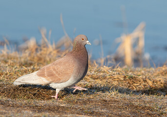 Rock dove, Columba livia. A brown pigeon walks along the riverbank in search of food