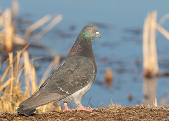 Rock dove, Columba livia. A bird stands on the bank of the river